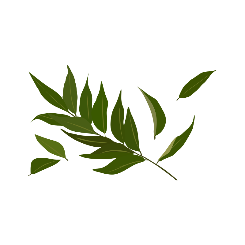 Curry Leaves