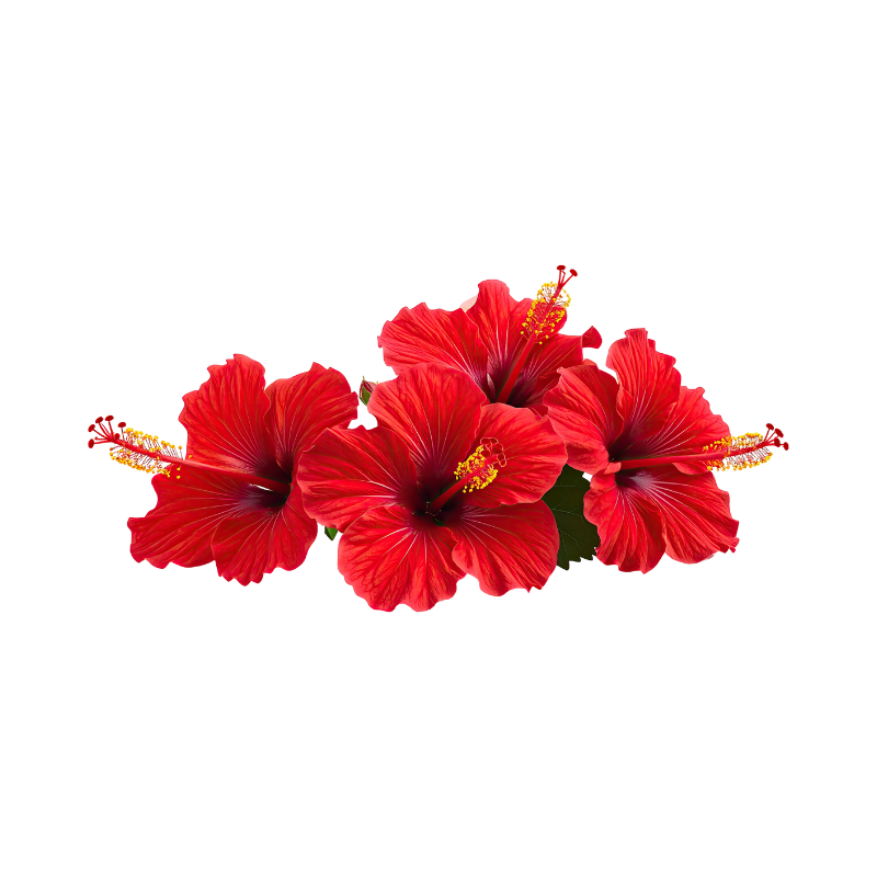 Hibiscus